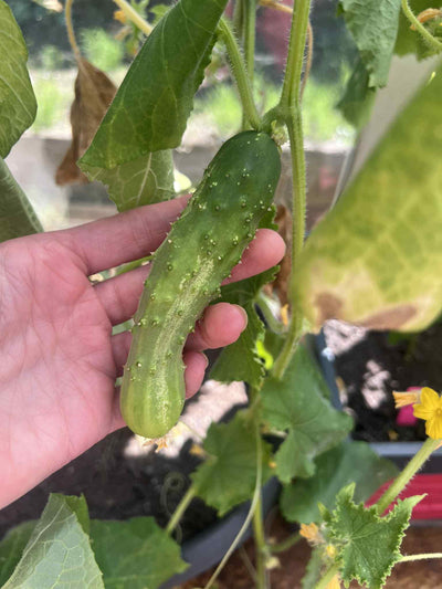 Patience is a Virtue. Cucumbers of Provision.