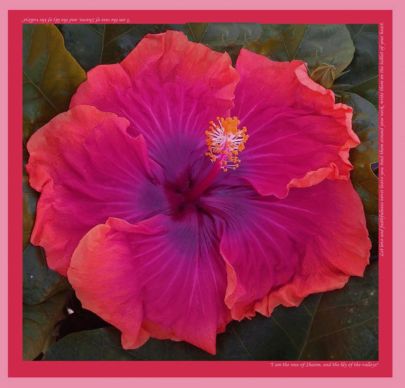 ROSE OF SHARON