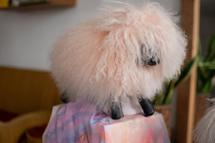 WHITE LOVE'S PURE LIGHT SHEEP